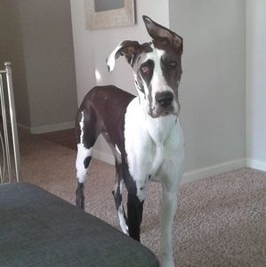 Meet your Posher, Gloria